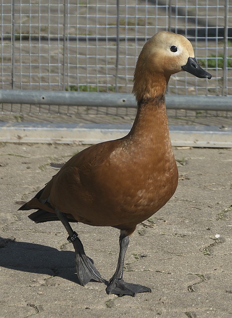 众所周知